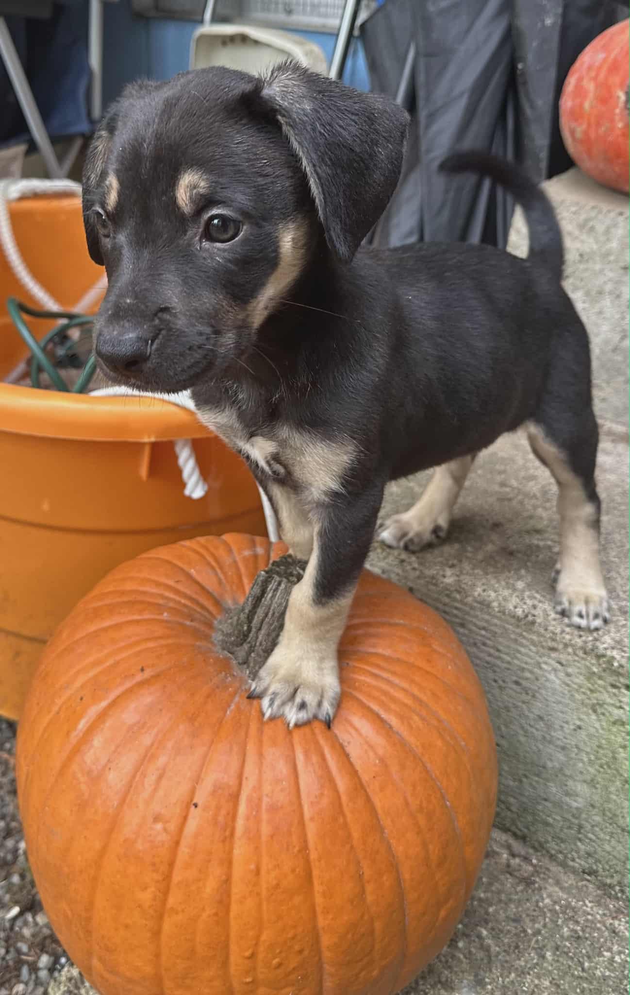 Enlarge Lottie The sweet Pea, a Adoptable mixed breed in Lacey, WA image 6/6