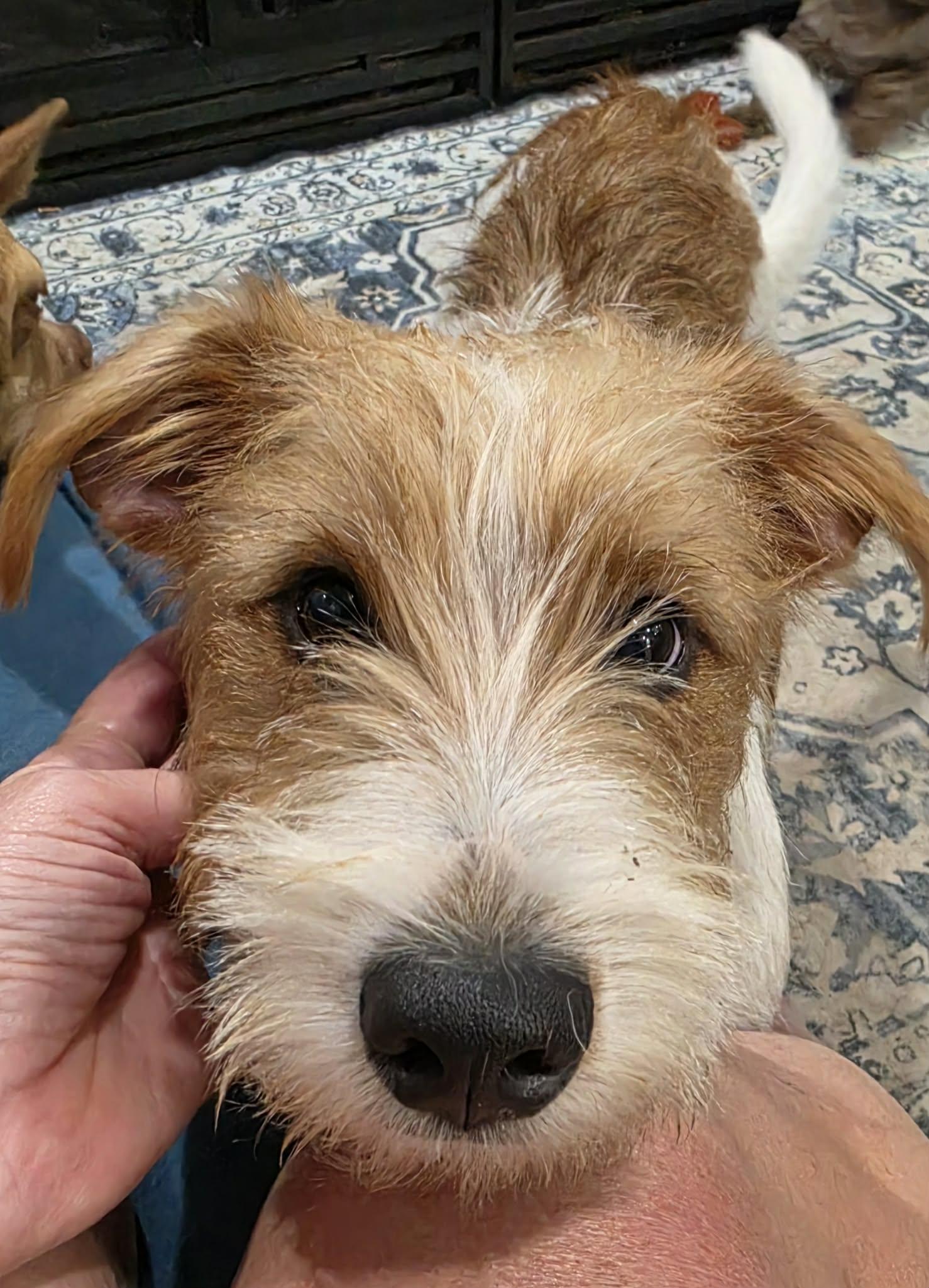 Enlarge Pluto, a Adopted mixed breed in Southington, CT image 2/6