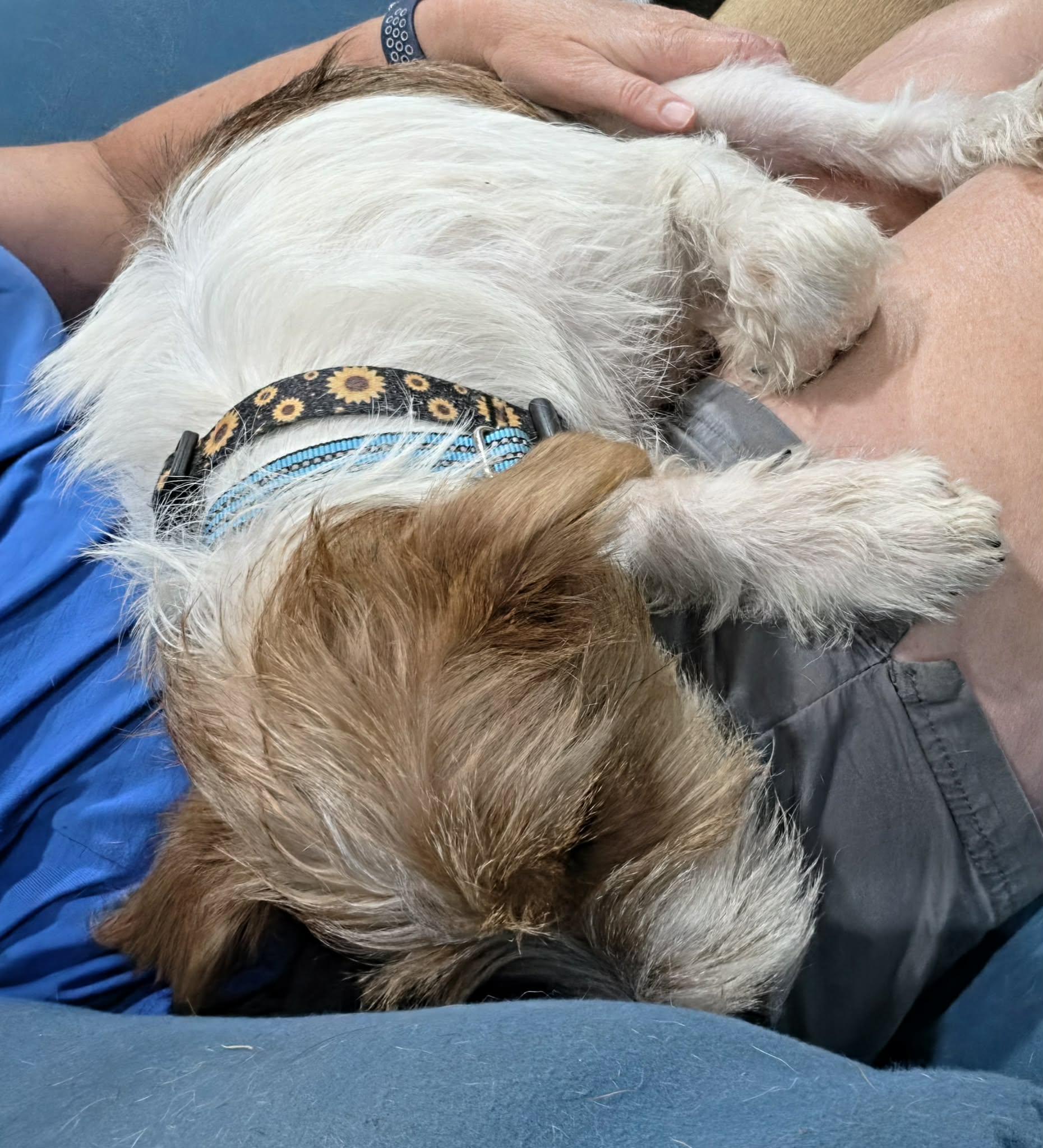 Enlarge Pluto, a Adopted mixed breed in Southington, CT image 5/6
