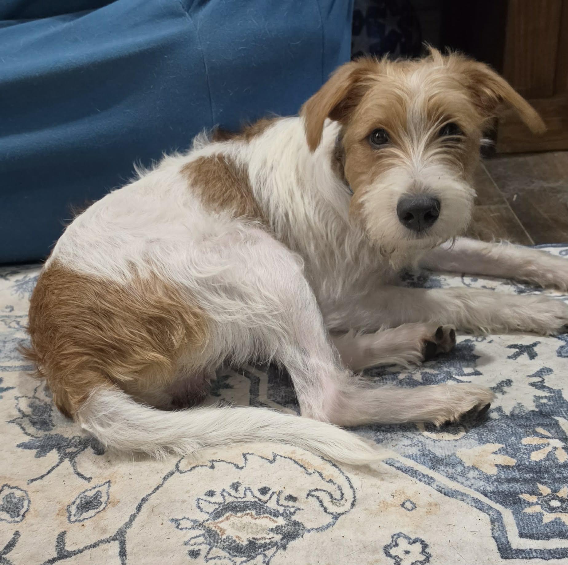 Enlarge Pluto, a Adopted mixed breed in Southington, CT image 6/6
