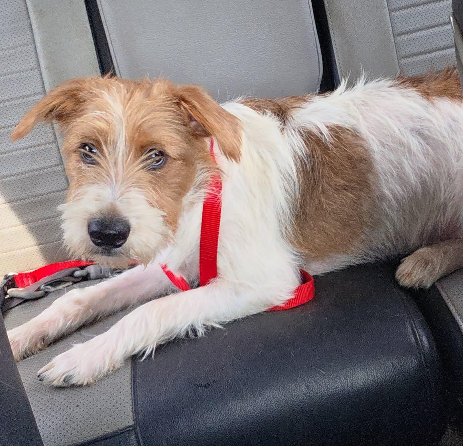 Enlarge Pluto, a Adopted mixed breed in Southington, CT image 4/6
