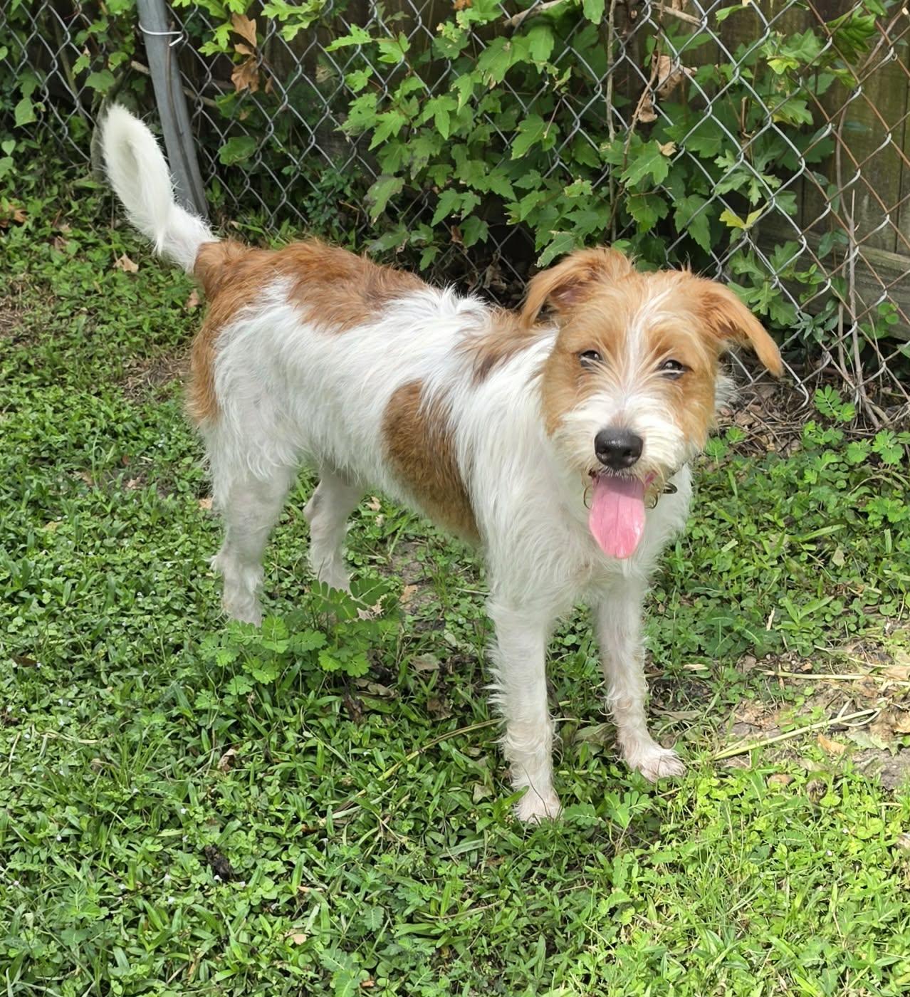 Enlarge Pluto, a Adopted mixed breed in Southington, CT image 3/6