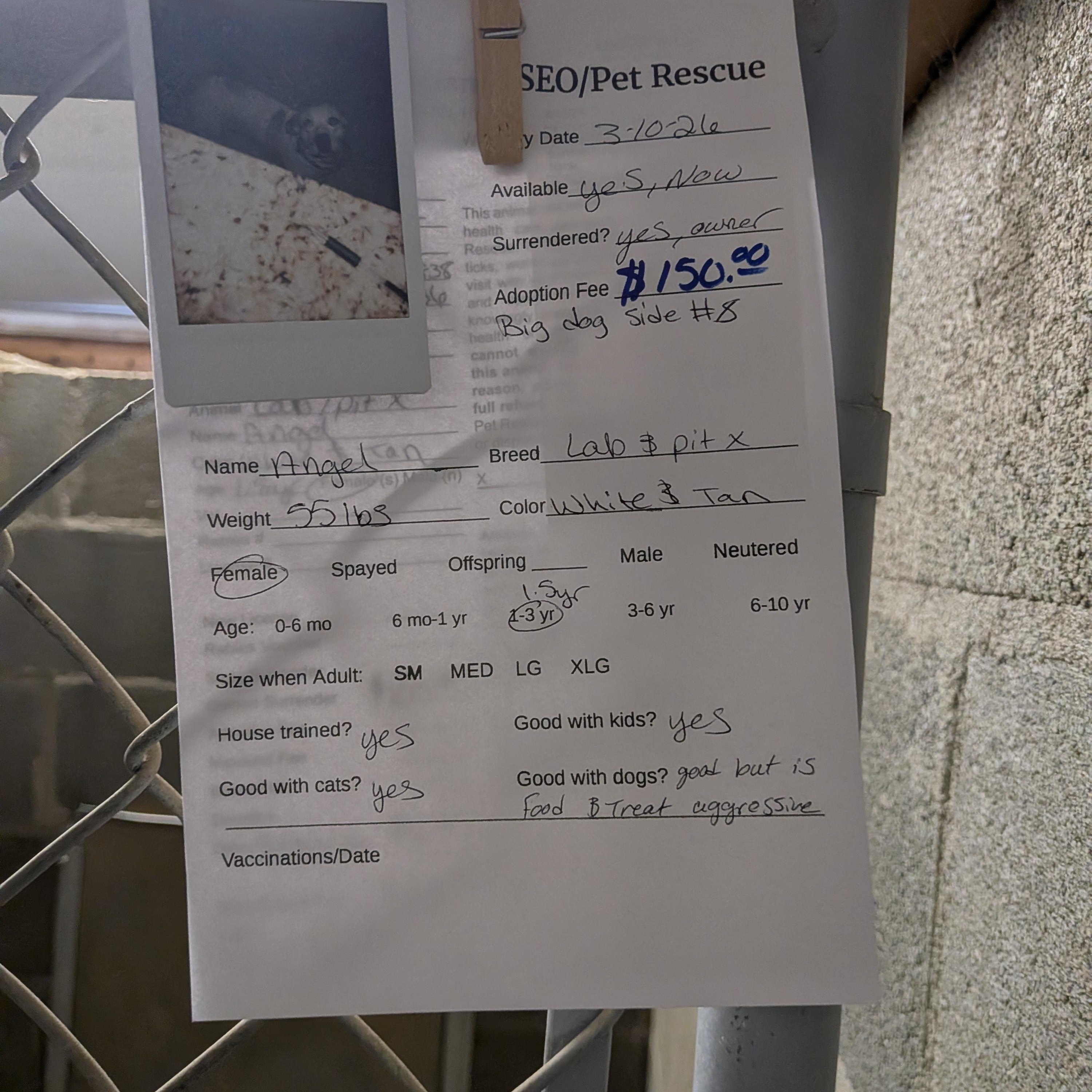 Angel , a ADOPTABLE mixed breed in Hermiston, OR image 2/2