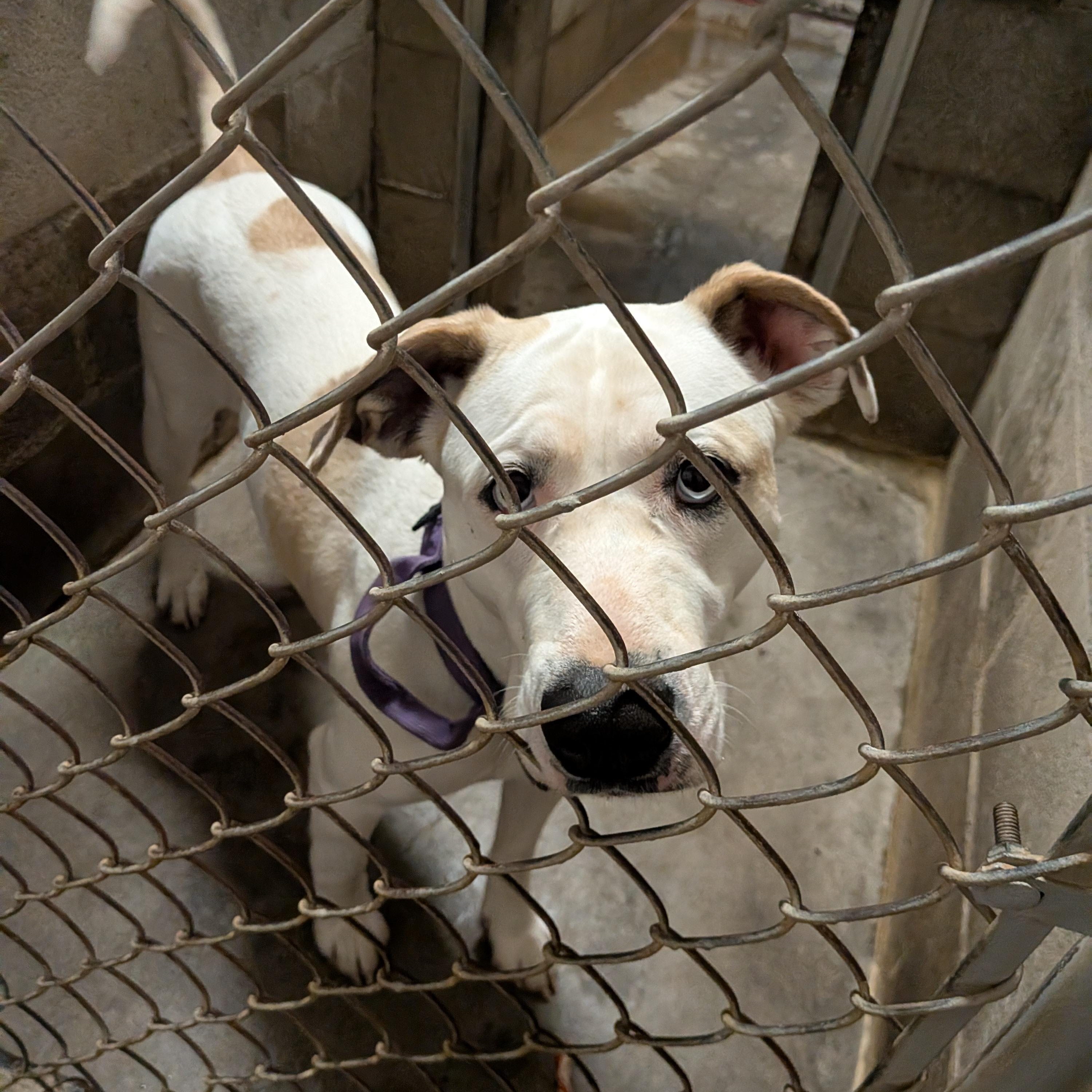 Angel , ADOPTABLE, Adult Female Yellow Labrador Retriever & Pit Bull Terrier.