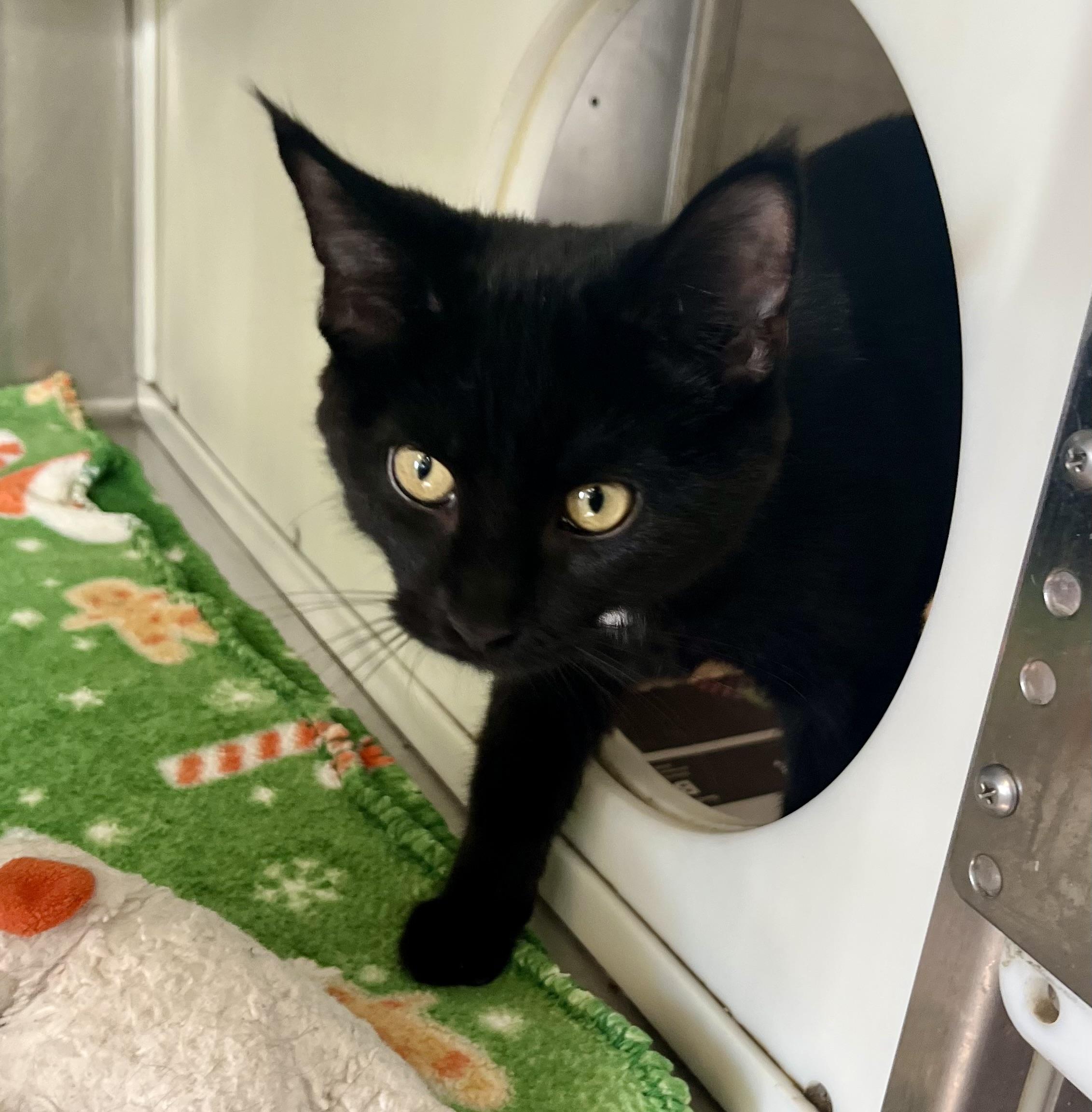 Blondie, Adoptable, Kitten Female Domestic Short Hair.