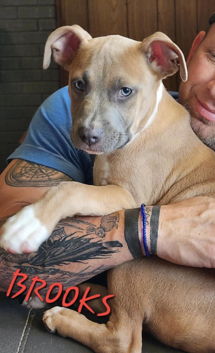 Enlarge Brooks, a Adoptable mixed breed in Woburn, MA image 2/6