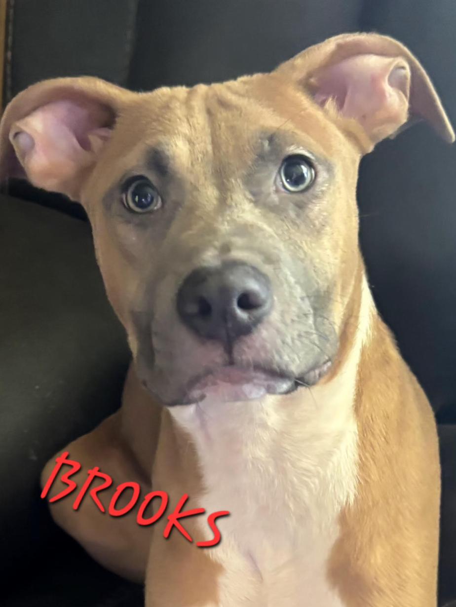 Enlarge Brooks, a Adoptable mixed breed in Woburn, MA image 4/6