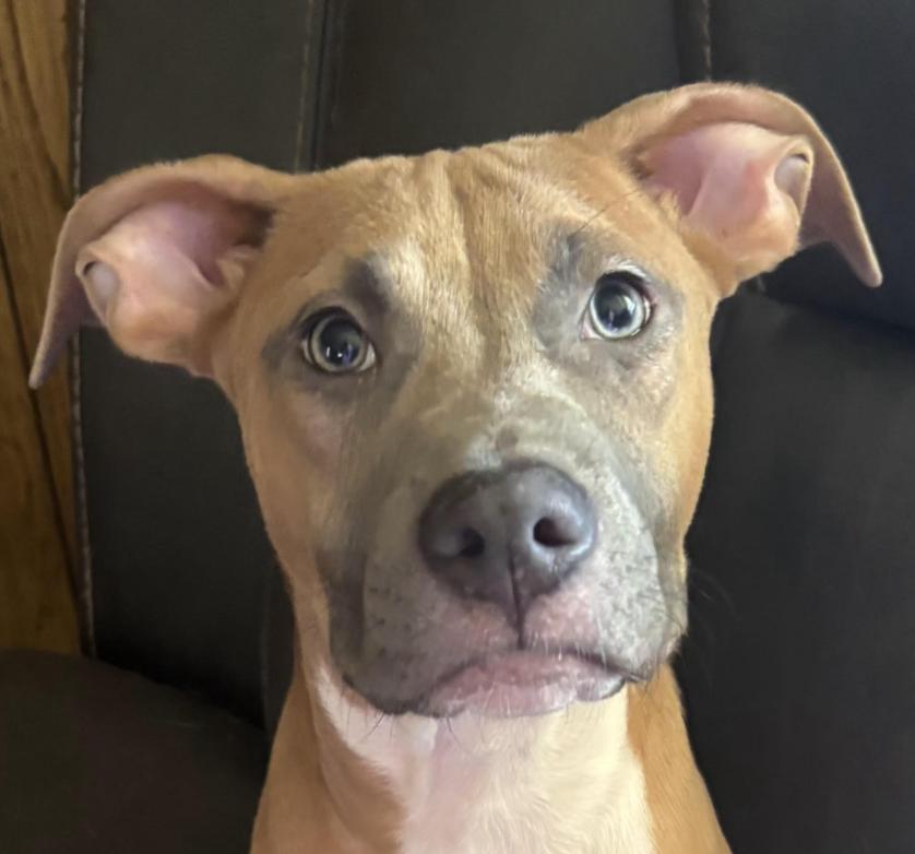 Enlarge Brooks, a Adoptable mixed breed in Woburn, MA image 5/6