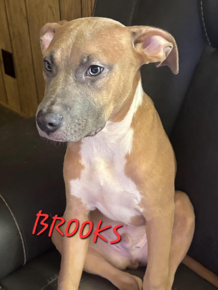 Enlarge Brooks, a Adoptable mixed breed in Woburn, MA image 6/6