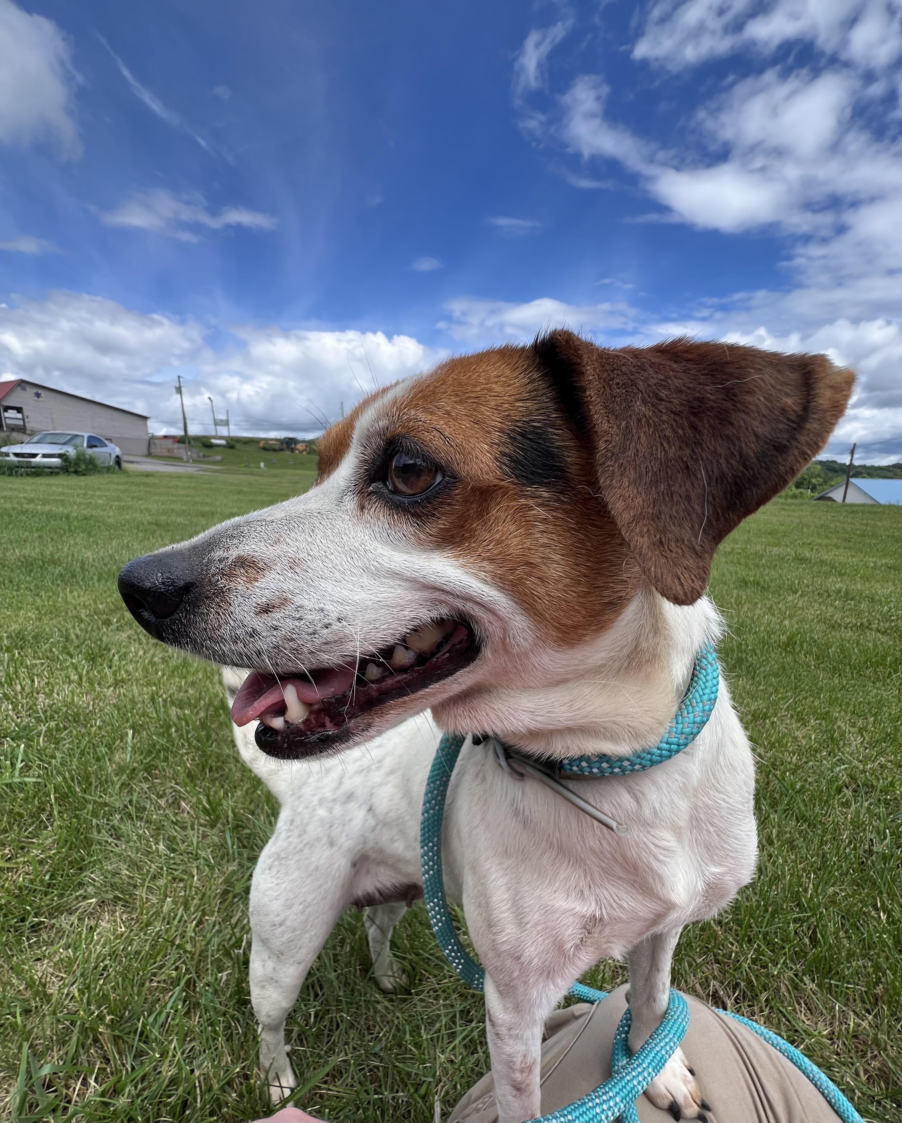 Enlarge Goose, an adopted mixed breed in sparta, NC image 5/5