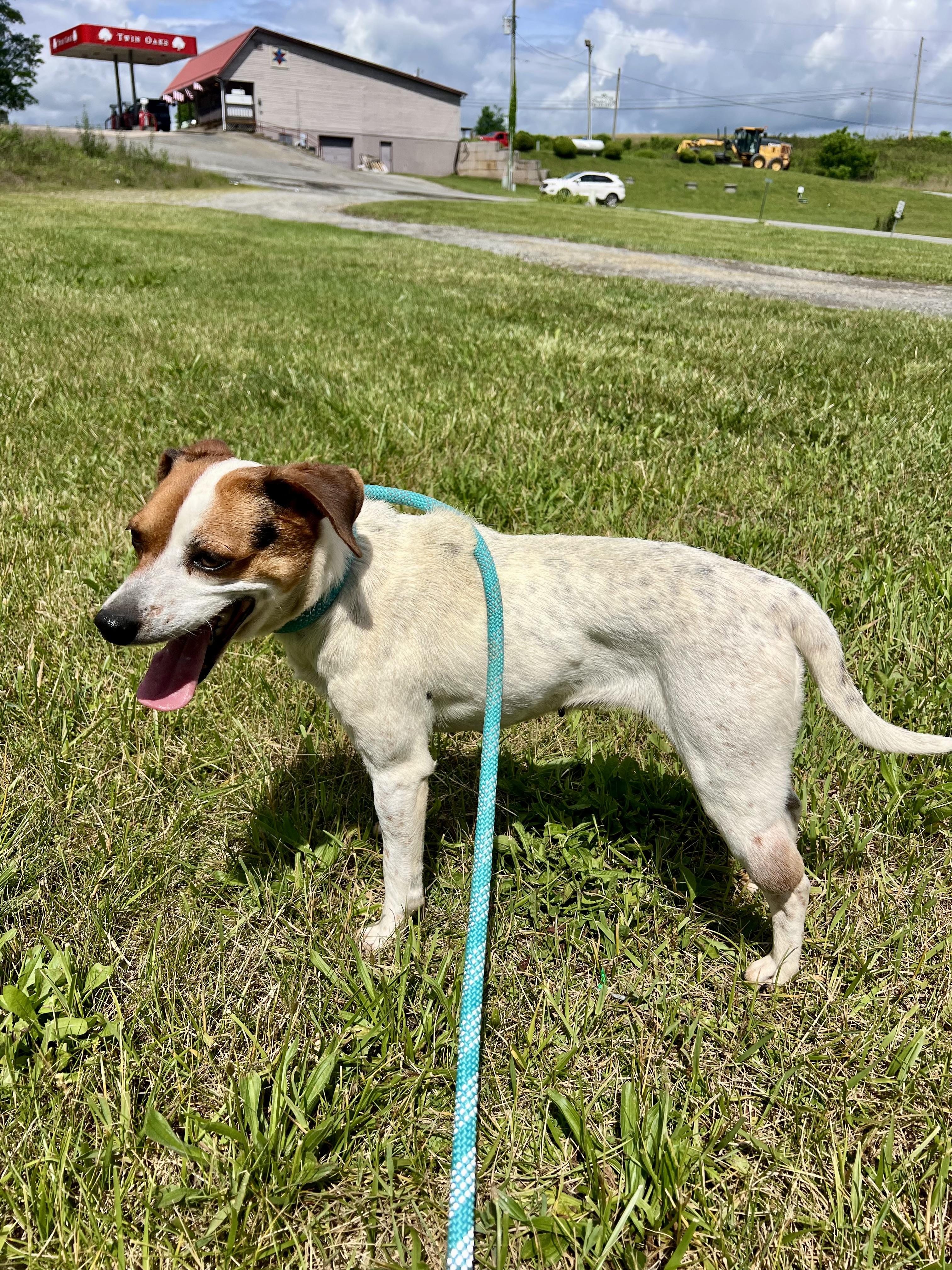 Enlarge Goose, an adopted mixed breed in sparta, NC image 4/5