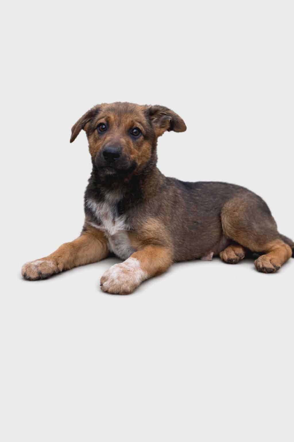 Honey, Adopted, Puppy Female Terrier & Shepherd.