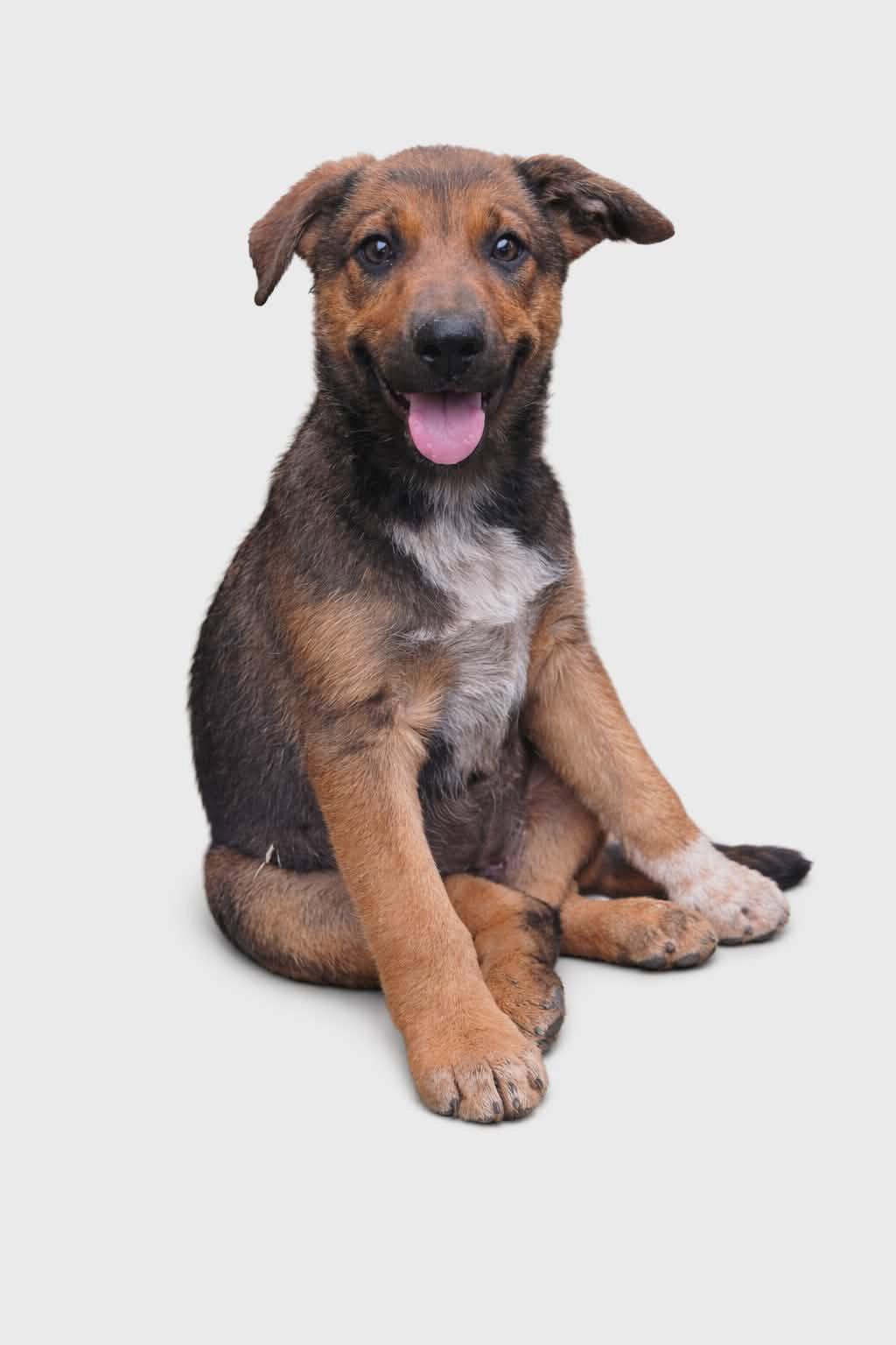 Enlarge Honey, a Adopted mixed breed in Newport, NH image 2/3