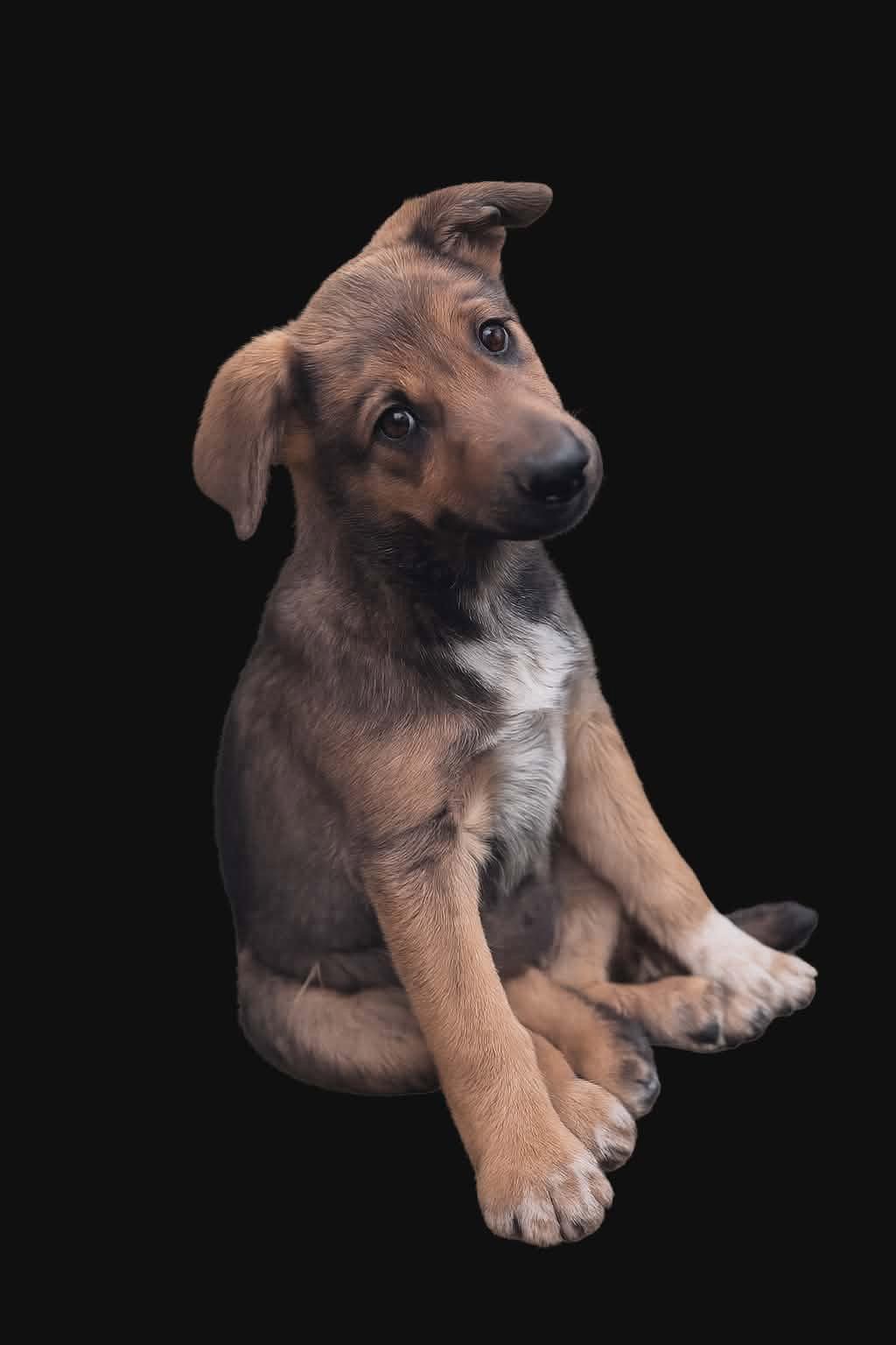 Enlarge Honey, a Adopted mixed breed in Newport, NH image 3/3