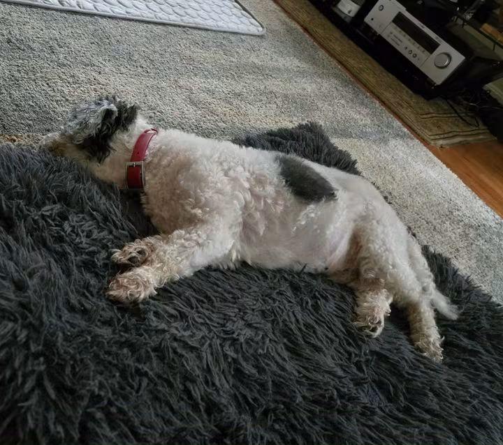 Enlarge Gramps, a Adopted Shih Tzu in Waldorf, MD image 4/4