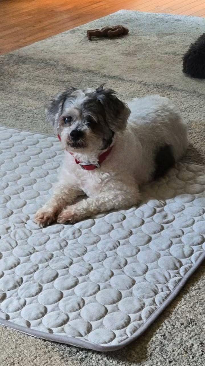 Enlarge Gramps, a Adopted Shih Tzu in Waldorf, MD image 2/4