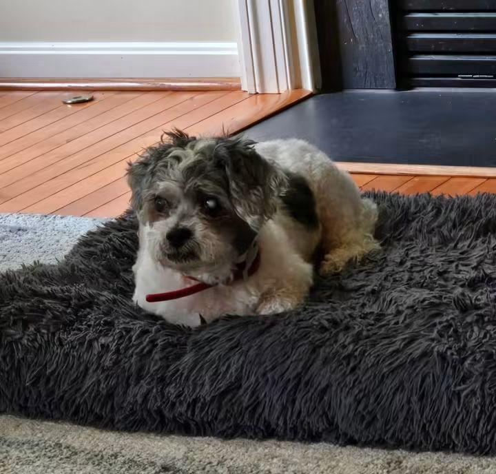 Gramps, Adopted, Senior Male Shih Tzu.