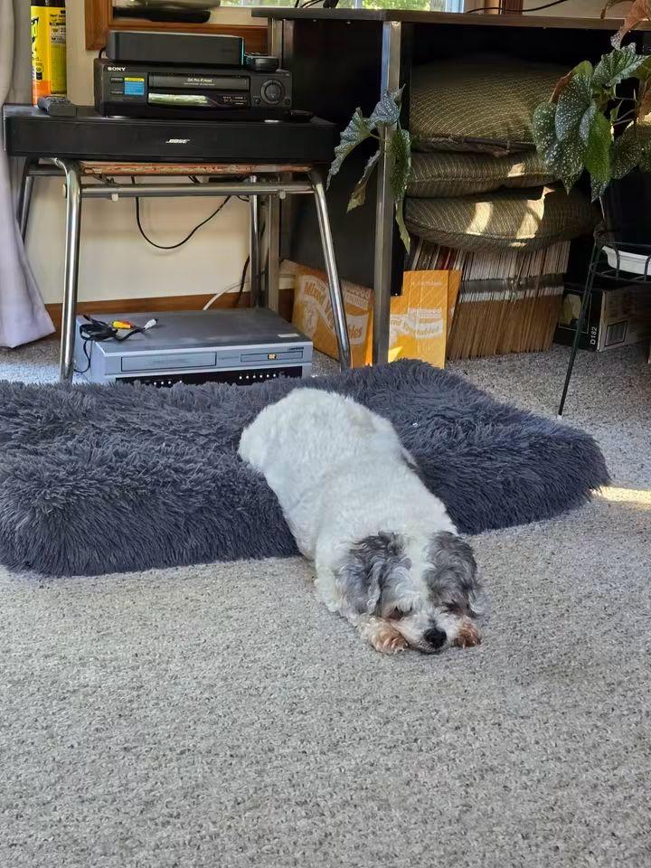 Enlarge Gramps, a Adopted Shih Tzu in Waldorf, MD image 3/4