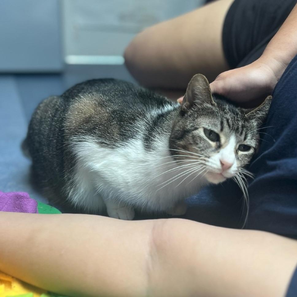 Sookie, Adoptable, Adult Female Domestic Short Hair.