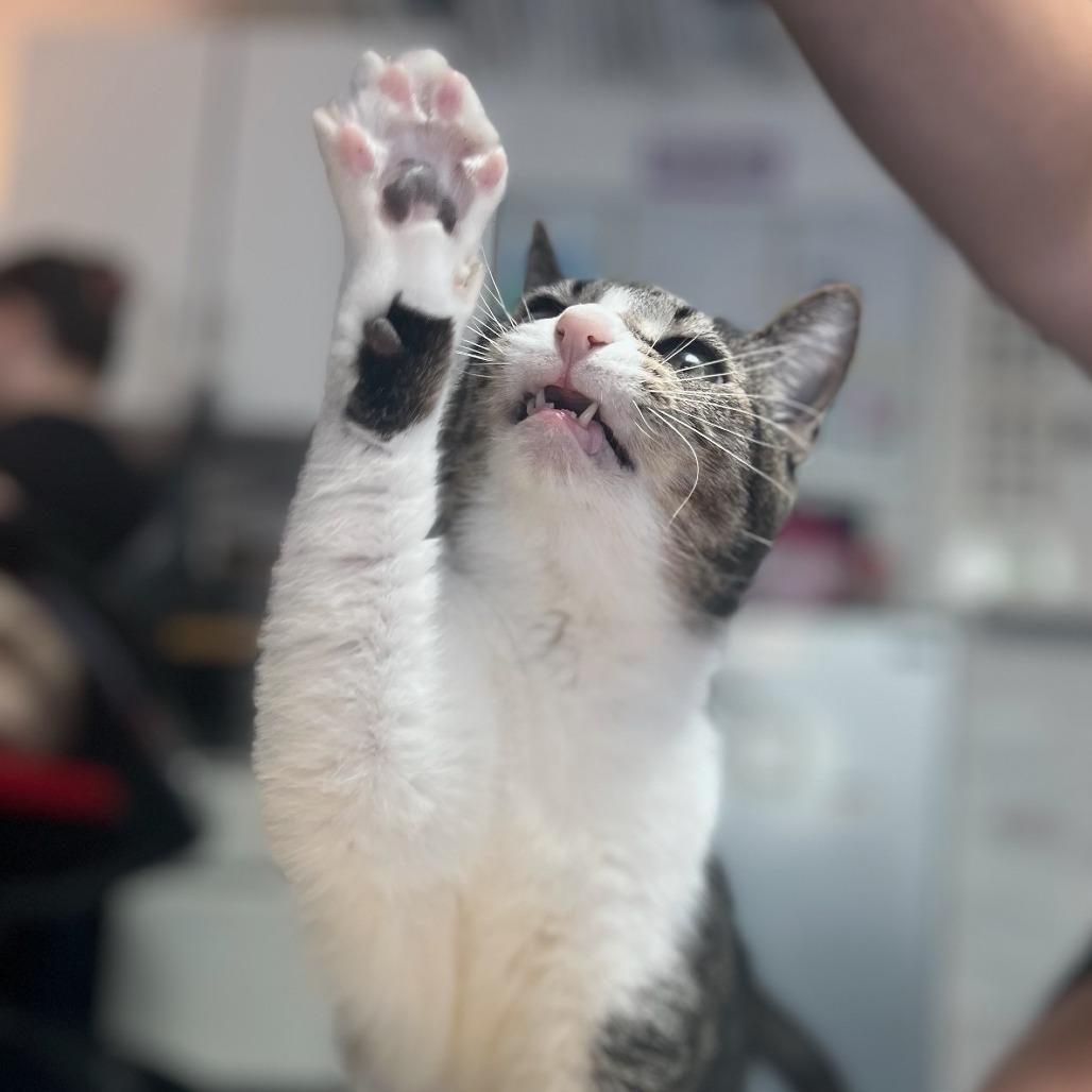 Enlarge Sookie, a Adoptable Domestic Short Hair in Houston, TX image 2/6