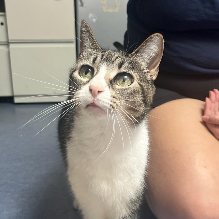 Enlarge Sookie, a Adoptable Domestic Short Hair in Houston, TX image 3/6
