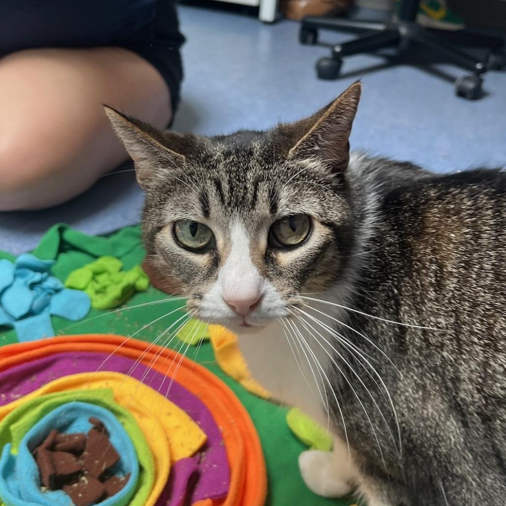 Enlarge Sookie, a Adoptable Domestic Short Hair in Houston, TX image 4/6