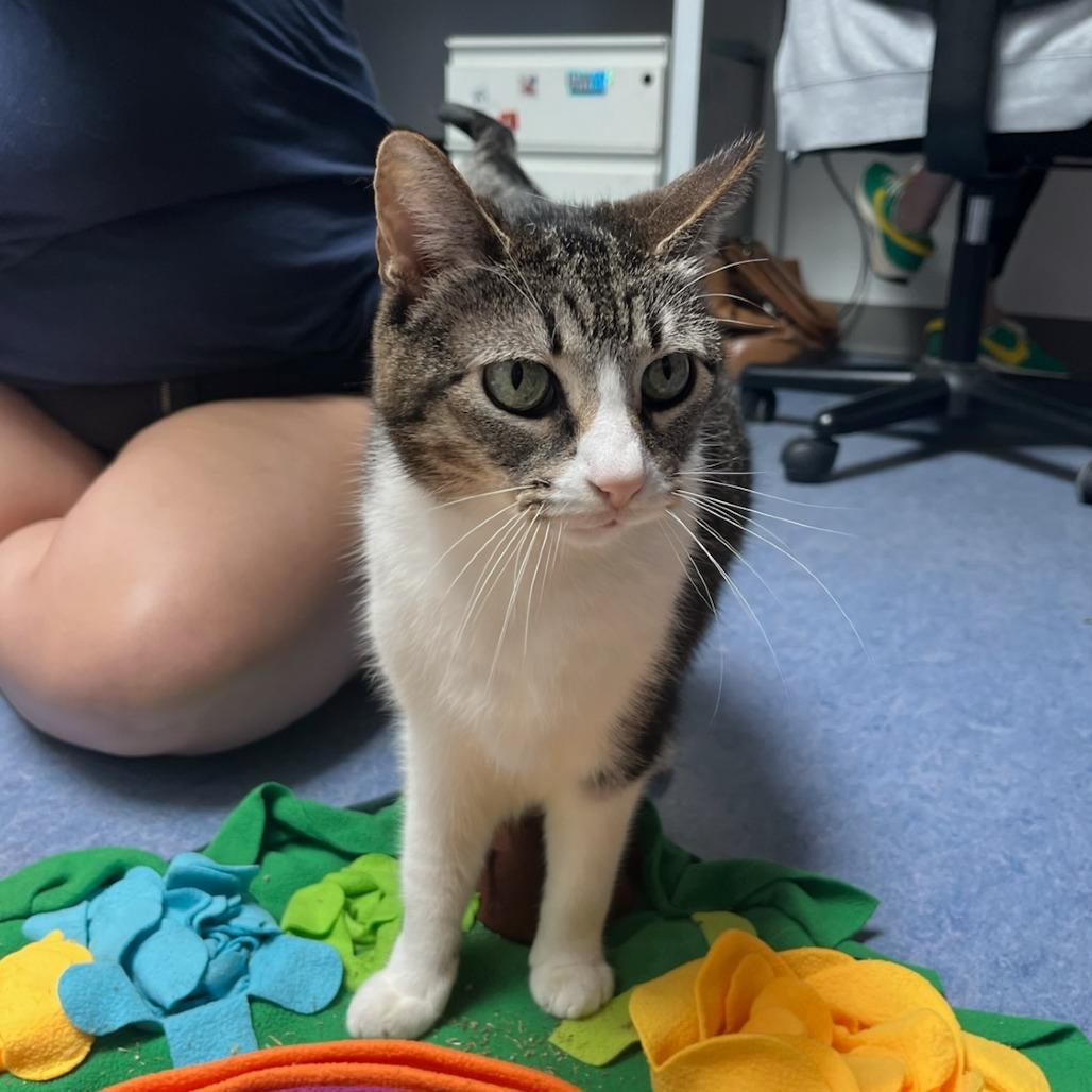 Enlarge Sookie, a Adoptable Domestic Short Hair in Houston, TX image 5/6