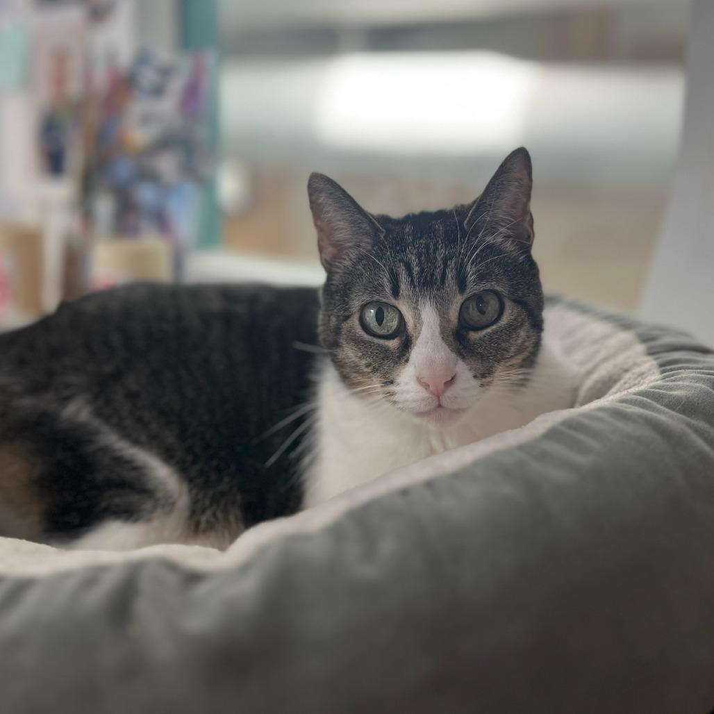 Enlarge Sookie, a Adoptable Domestic Short Hair in Houston, TX image 6/6
