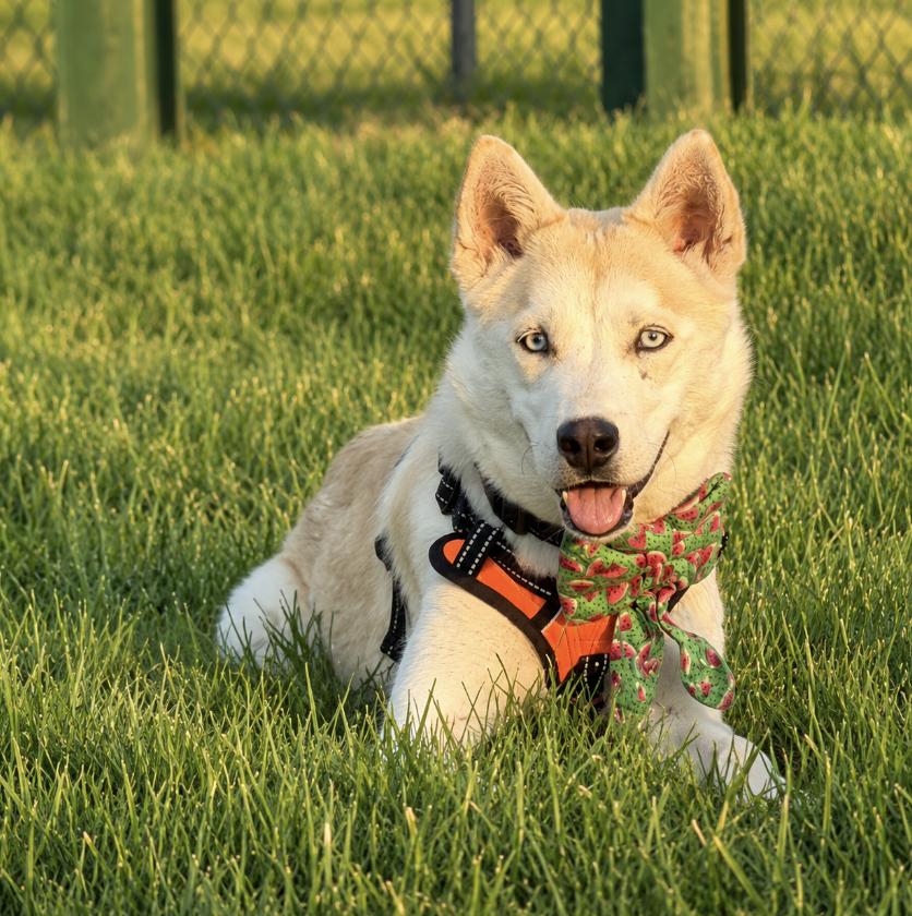 Enlarge Joni, a Adoptable mixed breed in Cottonwood Heights, UT image 1/6