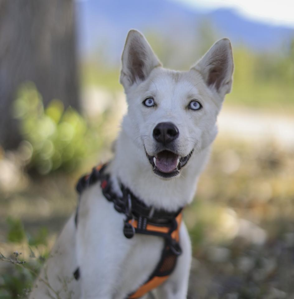 Enlarge Joni, a Adoptable mixed breed in Cottonwood Heights, UT image 2/6