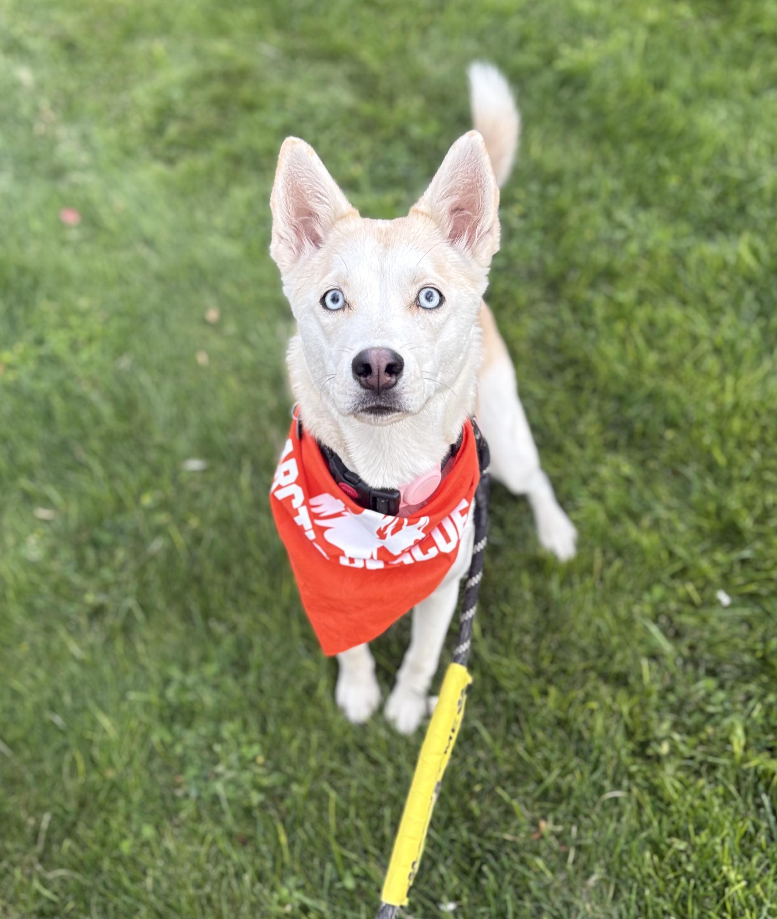 Enlarge Joni, a Adoptable mixed breed in Cottonwood Heights, UT image 4/6