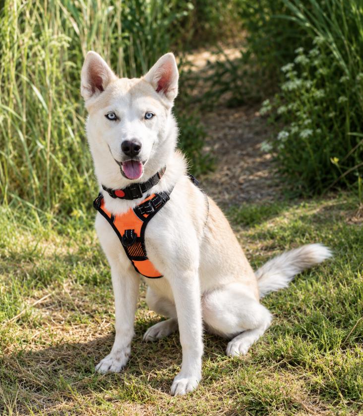 Enlarge Joni, a Adoptable mixed breed in Cottonwood Heights, UT image 5/6