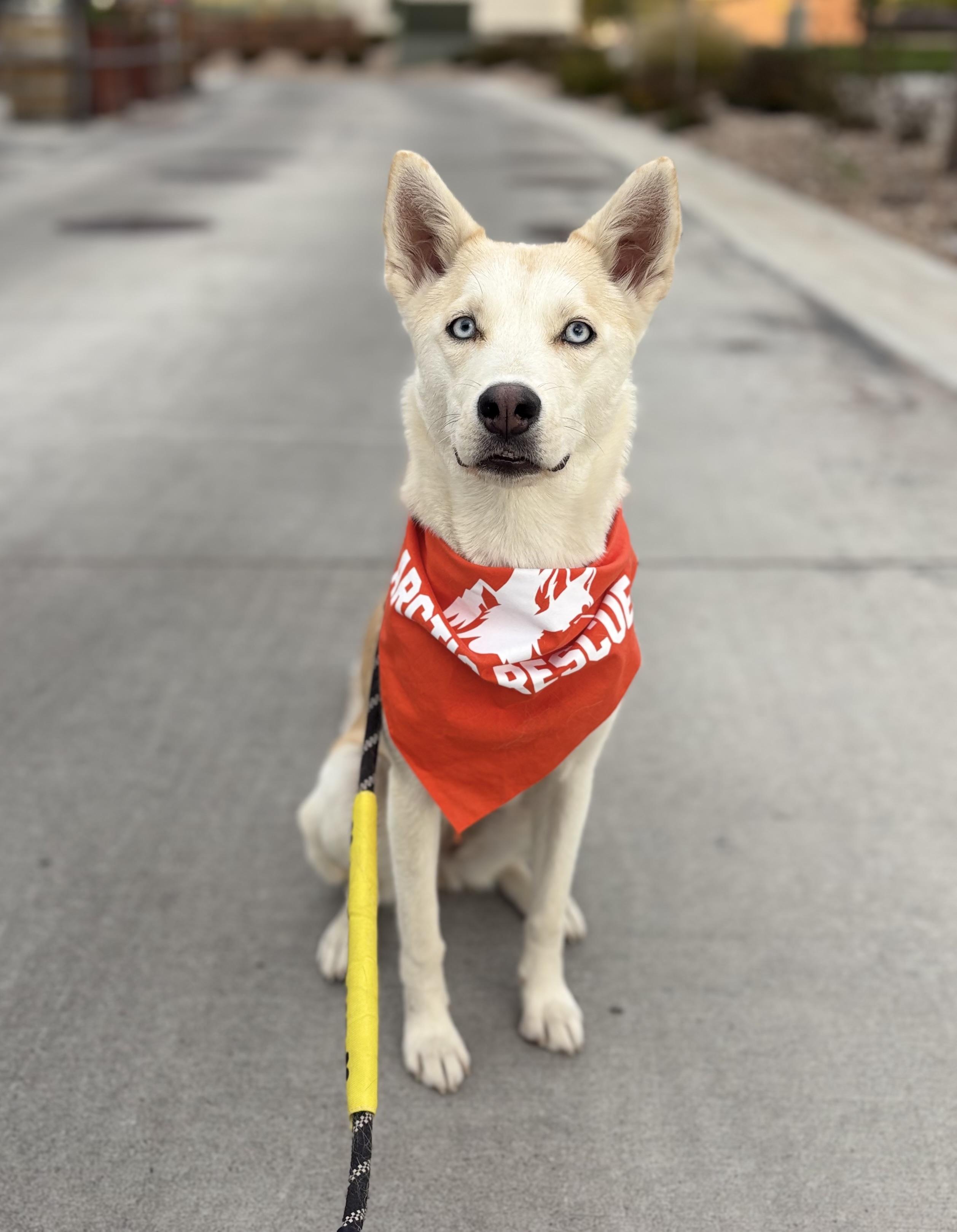 Enlarge Joni, a Adoptable mixed breed in Cottonwood Heights, UT image 6/6