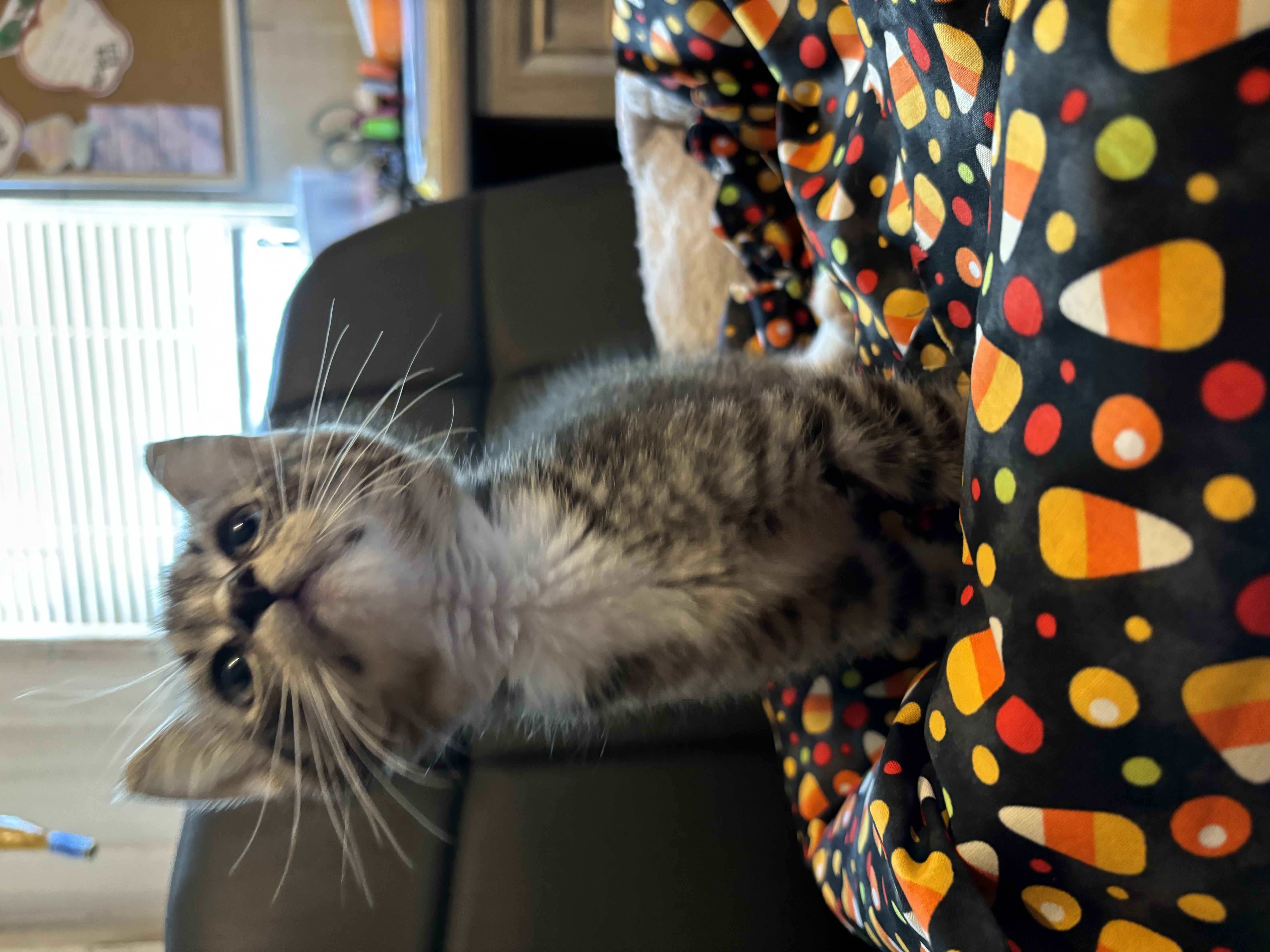 Cat for adoption Toast is coming soon to a house near you, a Domestic