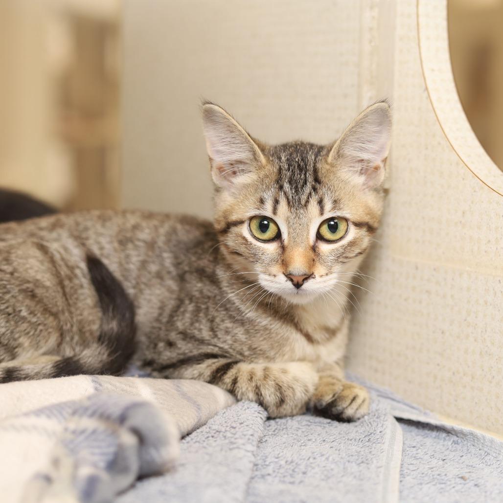 Stratis, Adoptable, Kitten Female Domestic Short Hair.