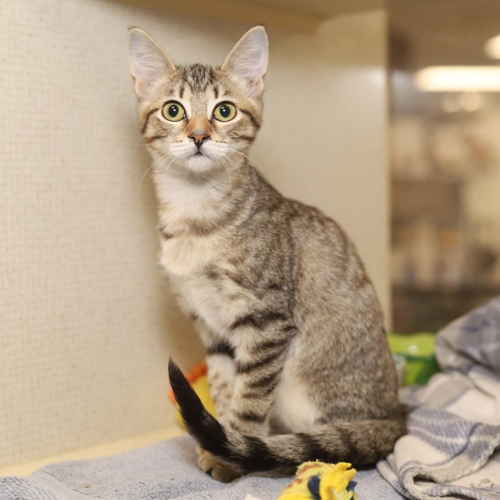 Enlarge Stratis, a Adoptable Domestic Short Hair in Evansville, IN image 2/3