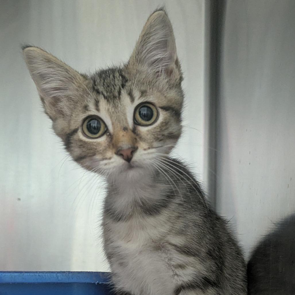 Enlarge Stratis, a Adoptable Domestic Short Hair in Evansville, IN image 3/3