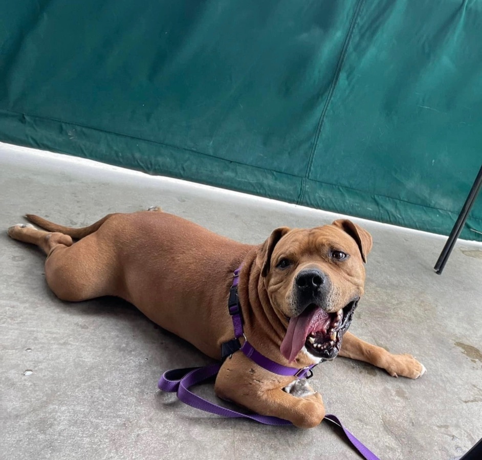 River II, Adoptable, Adult Male Boxer & Staffordshire Bull Terrier.