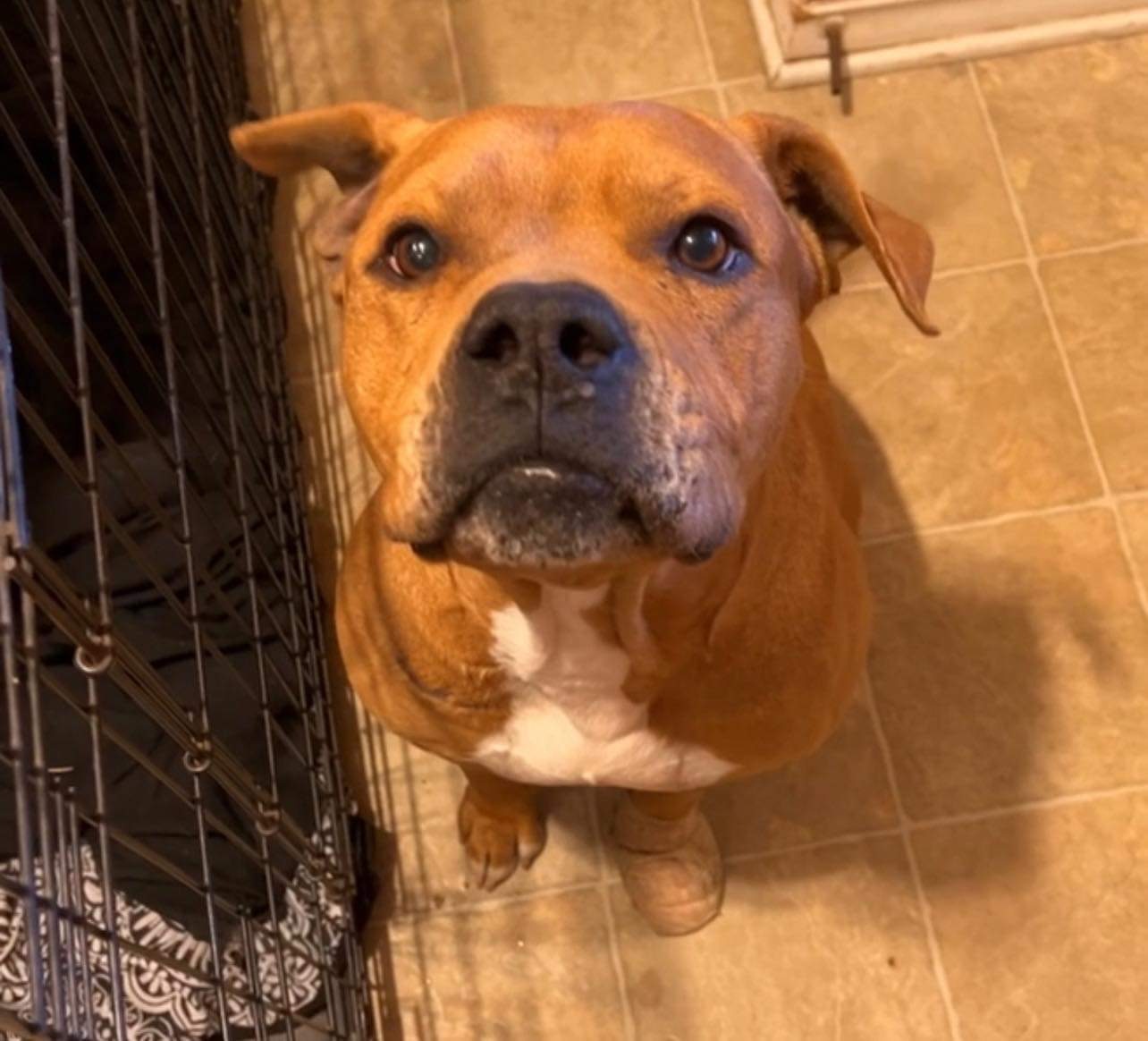 River II, a Adoptable mixed breed in Temple, TX image 2/13