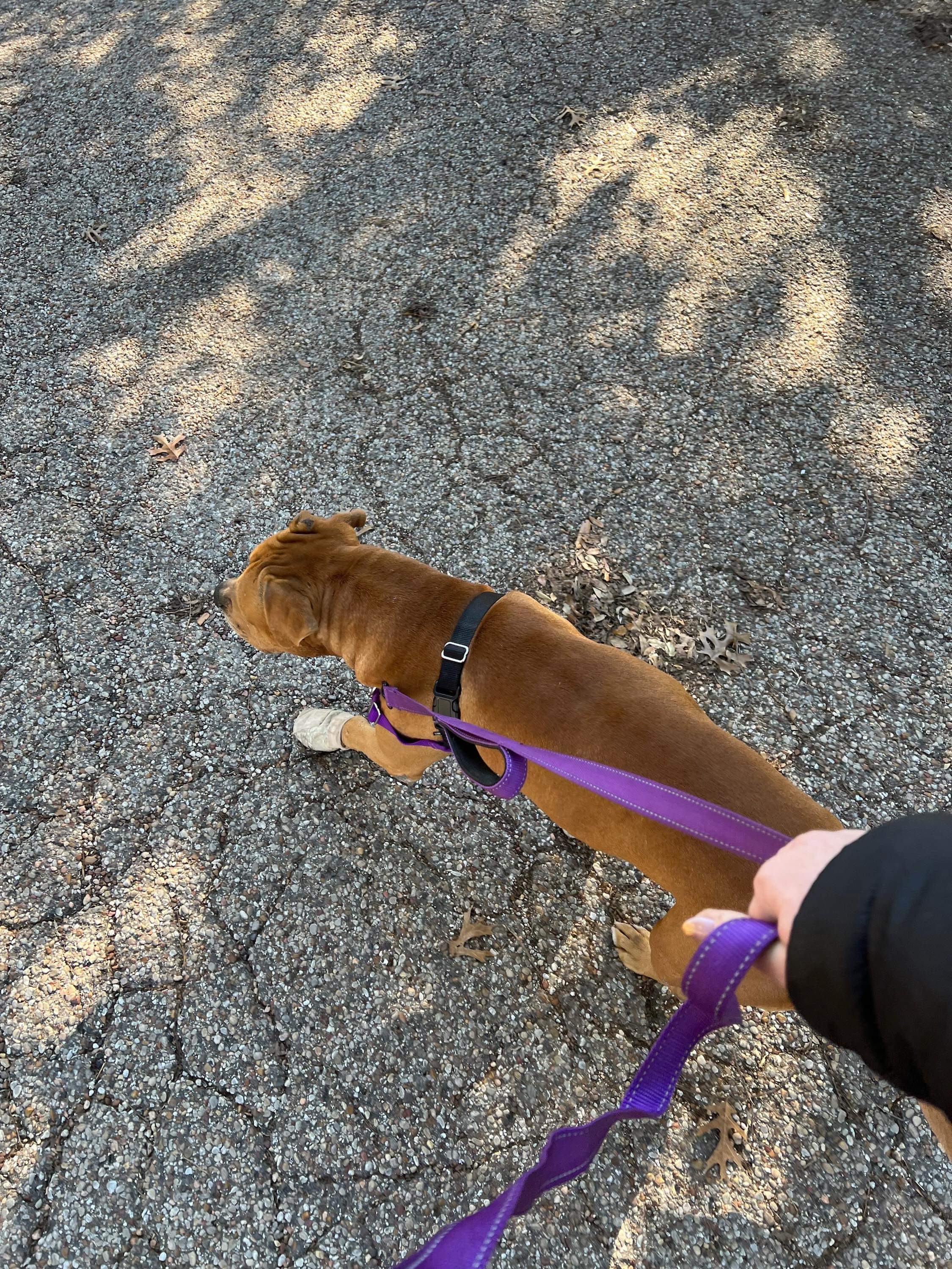 River II, a Adoptable mixed breed in Temple, TX image 3/13