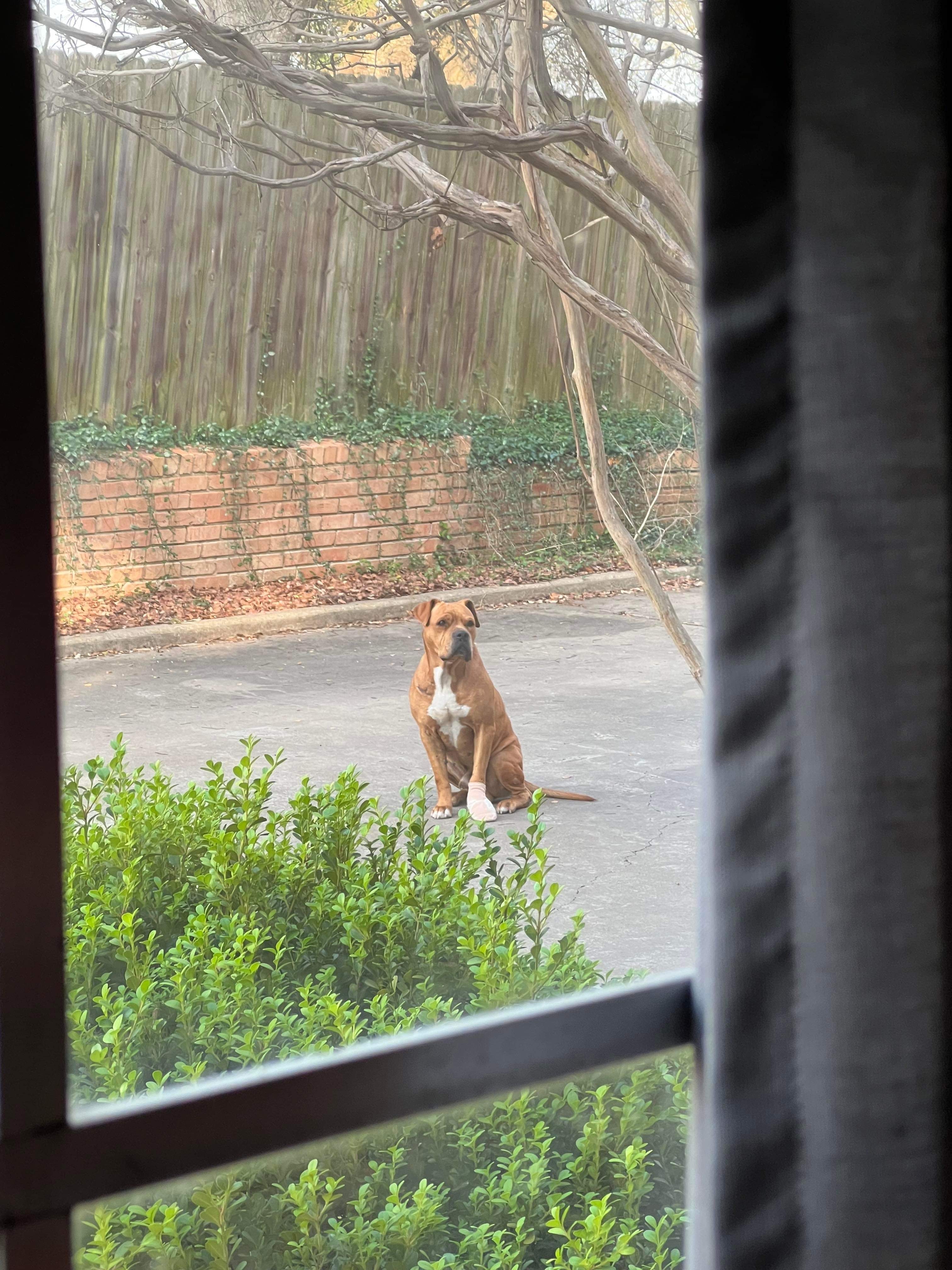 River II, a Adoptable mixed breed in Temple, TX image 4/13