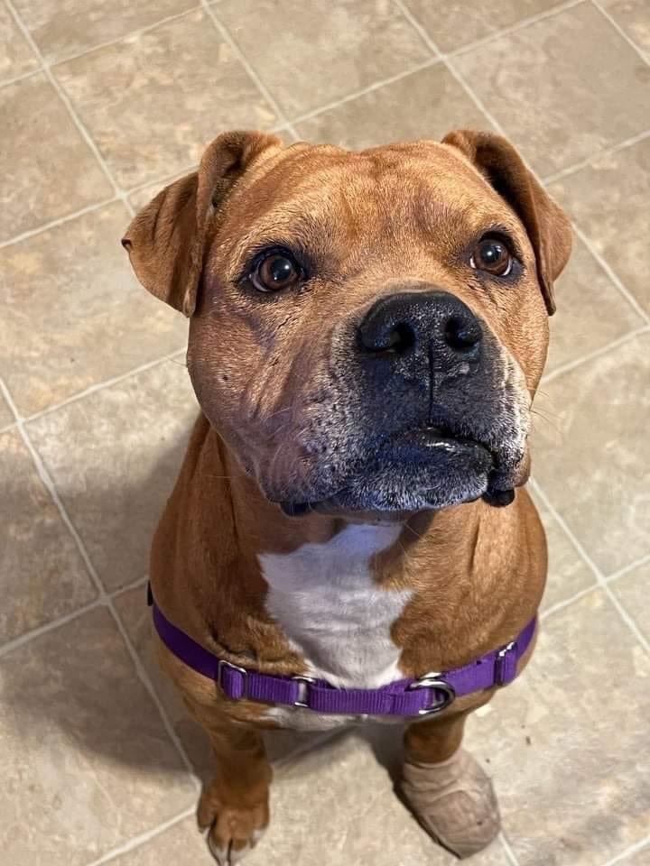 River II, a Adoptable mixed breed in Temple, TX image 5/13