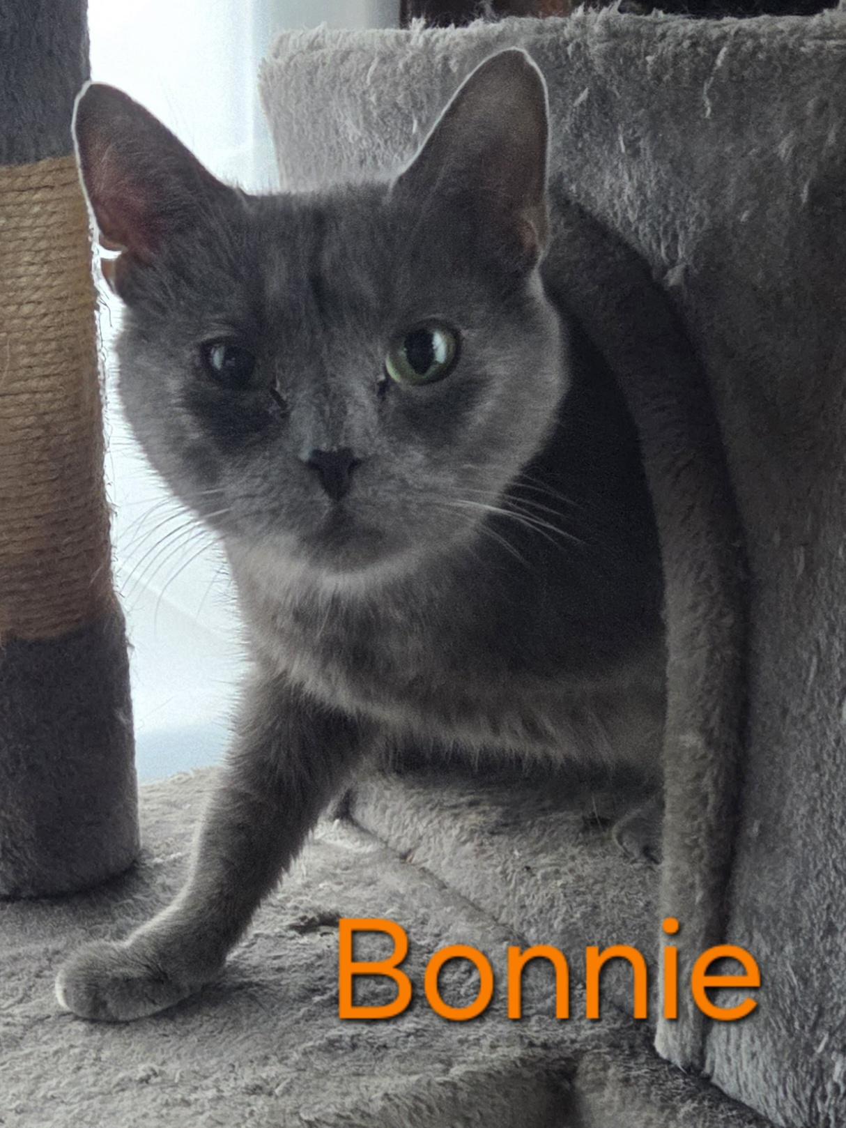 Enlarge Bonnie, a ADOPTABLE Domestic Short Hair in Greensburg, PA image 1/1