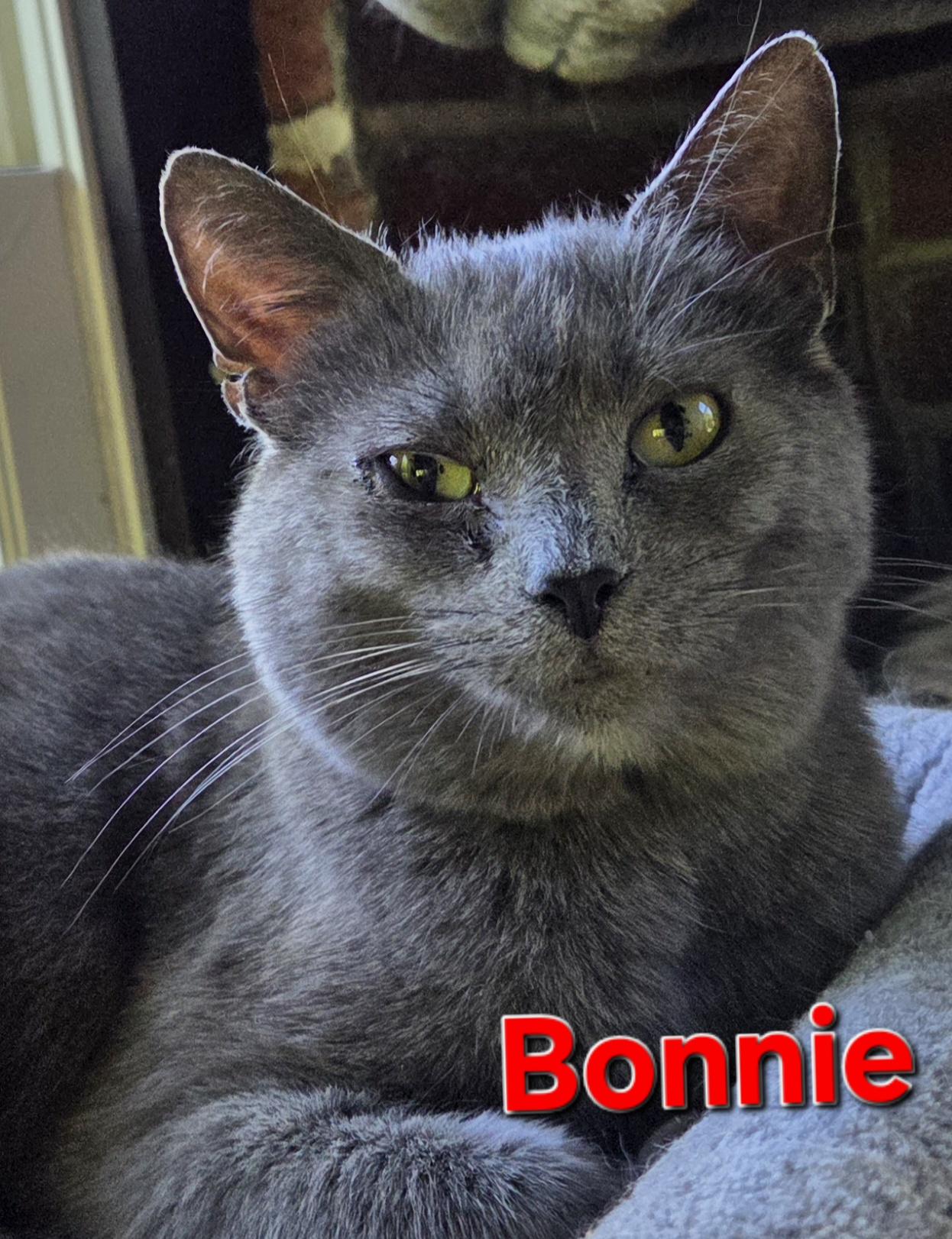 Bonnie, a ADOPTABLE Domestic Short Hair in Greensburg, PA image 1/2