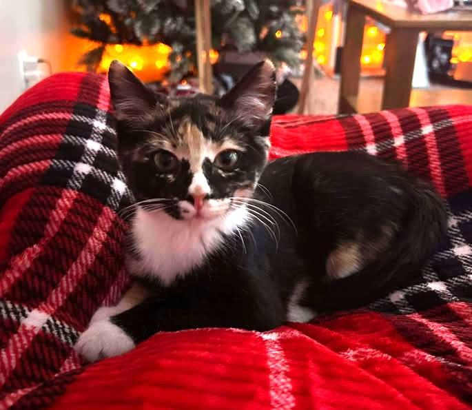 Kaboodle, adopted, Young Female Domestic Short Hair.