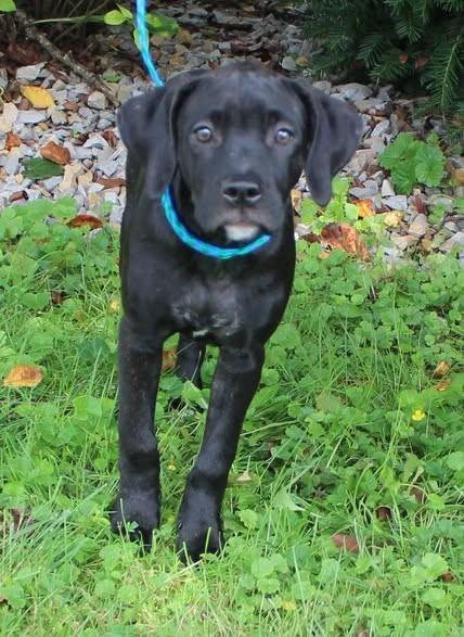 Rose (1222), adopted, Puppy Female Labrador Retriever.