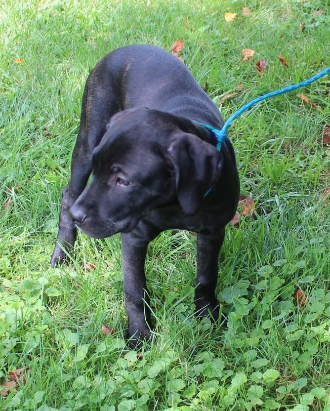 Rose (1222), an adopted mixed breed in Heath, OH image 2/2