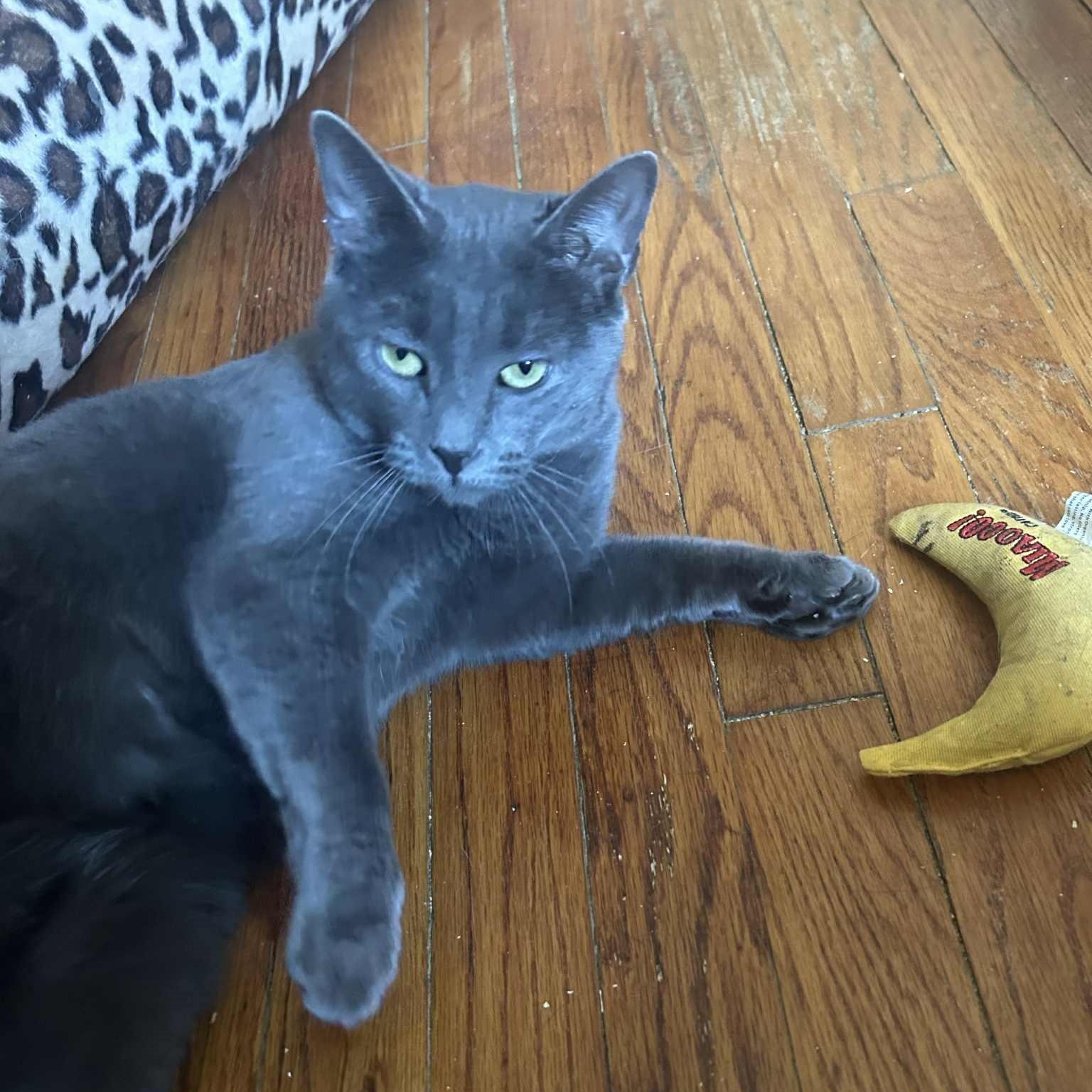 Enlarge Gia, an adopted mixed breed in Huntington, NY image 1/2