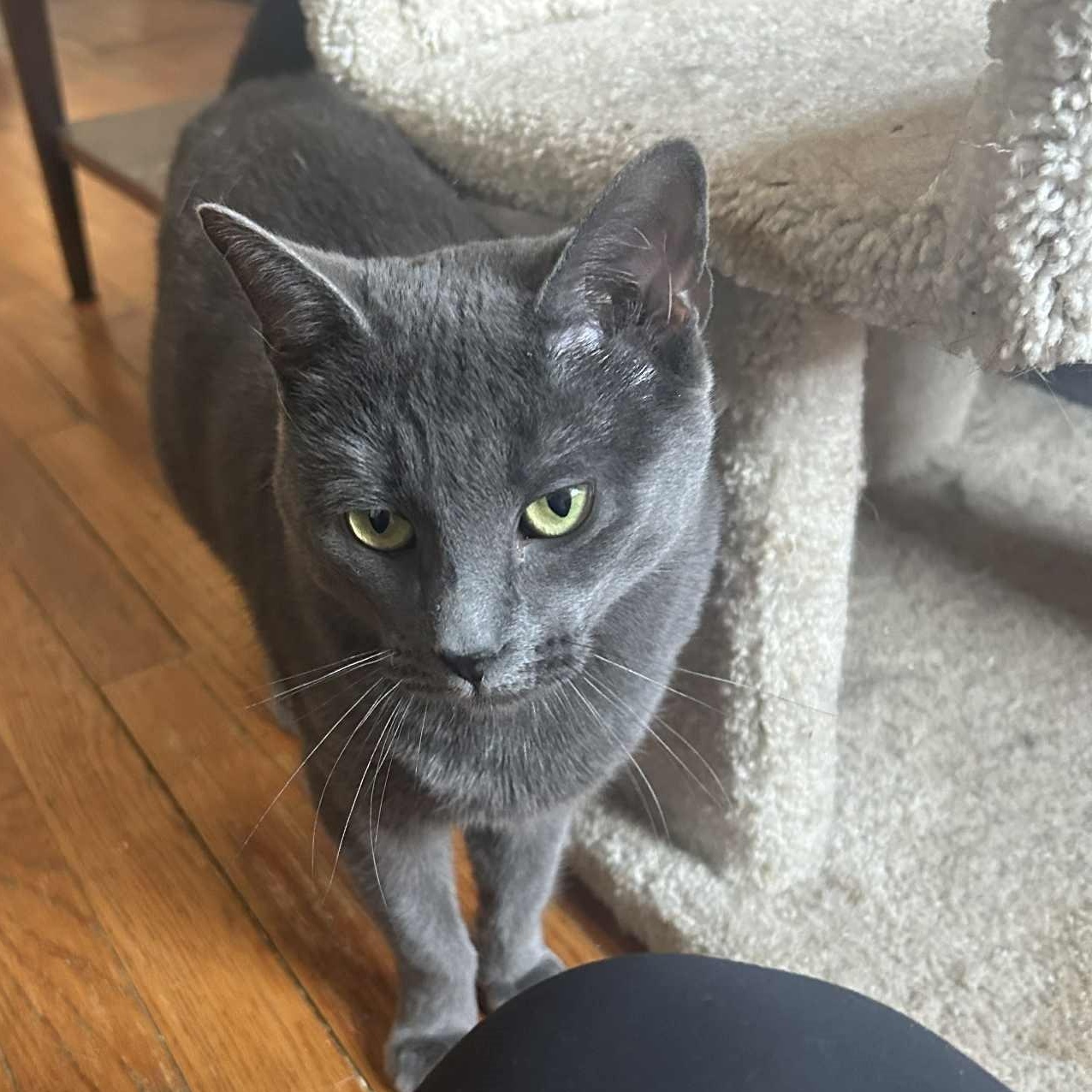 Enlarge Gia, an adopted mixed breed in Huntington, NY image 2/2