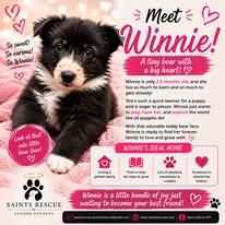 WINNIE, adopted, Puppy Female German Shepherd Dog & Australian Shepherd.